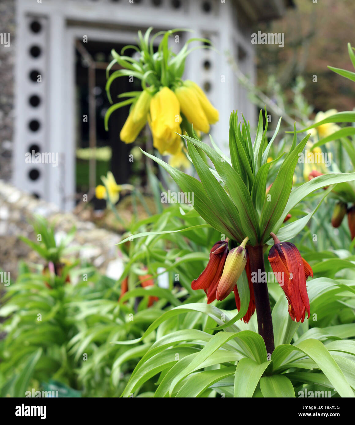 Yellow and Red Crown imperial, imperial fritillary or Kaiser`s crown Stock Photo